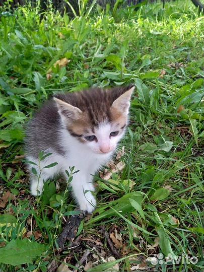 Котенок в добрые ручки