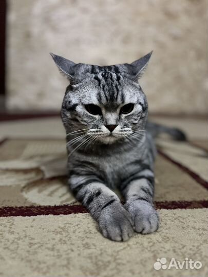 Кот британец