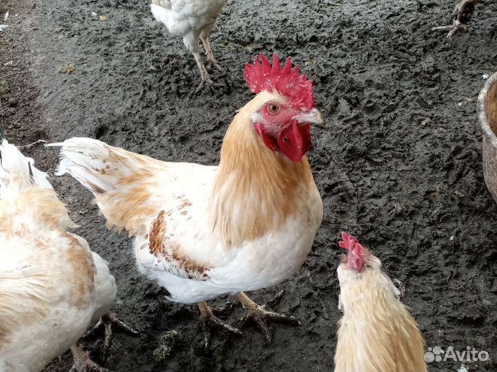 Молодые петухи