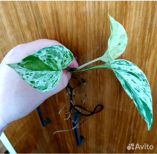 Педилантусы Лемон Лайм, Сплиш Сплаш и др. +