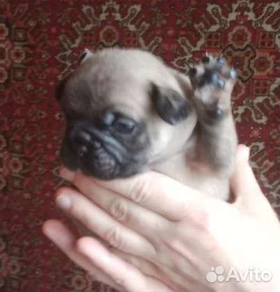 Щенок французский бульдог
