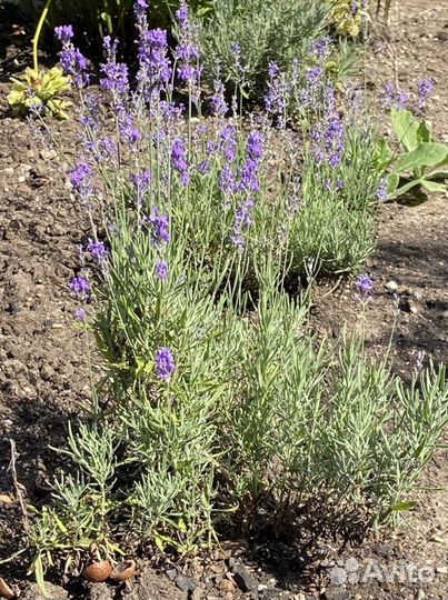 Лаванда