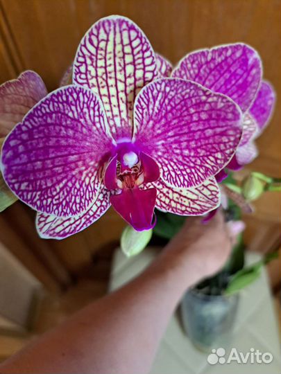 Орхидея фаленопсис