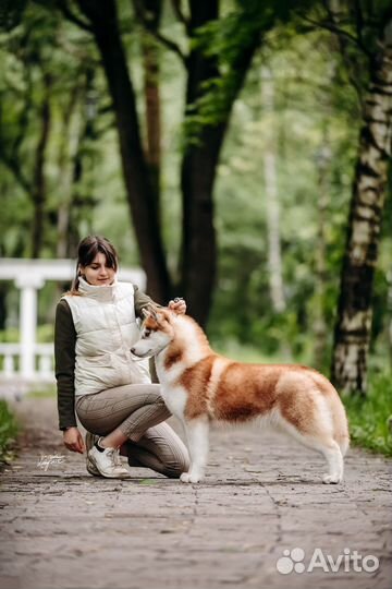 Хэндлер, грумер