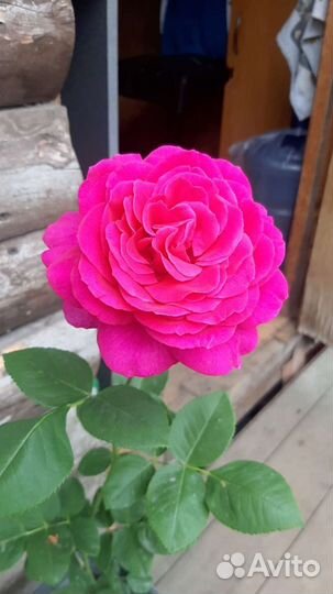 Роза Биг Перпл