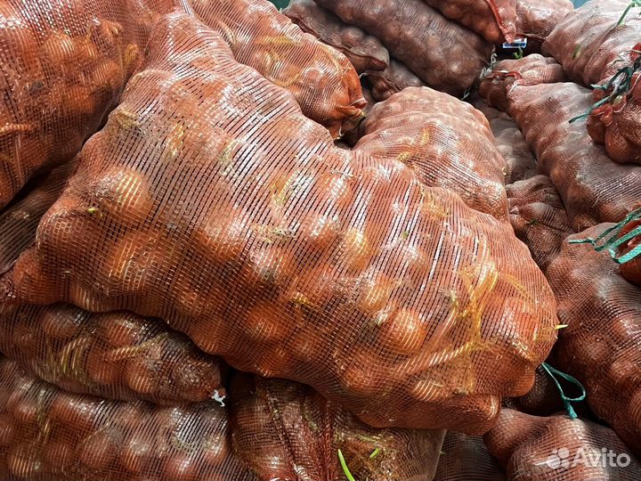 Лук репчатый