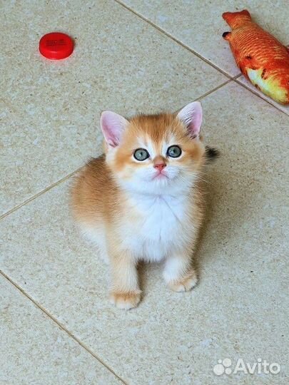 Рыжий котенок