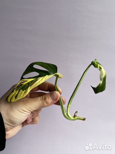 Монстера/эпипремнум/филодендрон