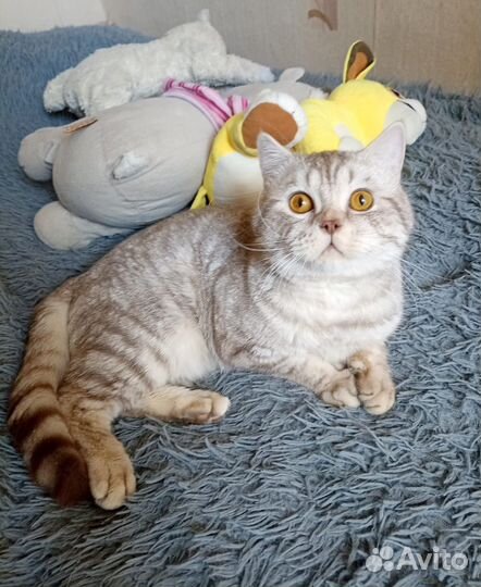 Кот Пуфик
