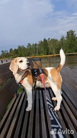 Выгул собак