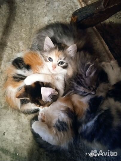 Кошки в добрые руки