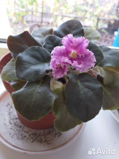 Цветы Фиалка махровая бесплатно