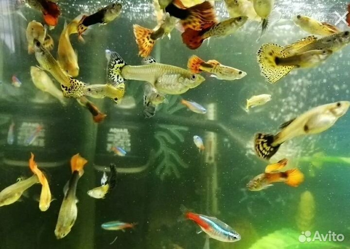 Рыбки гуппи