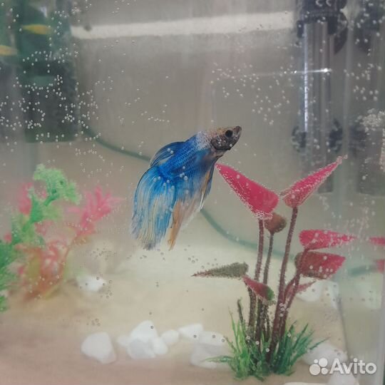 Аквариумные рыбки