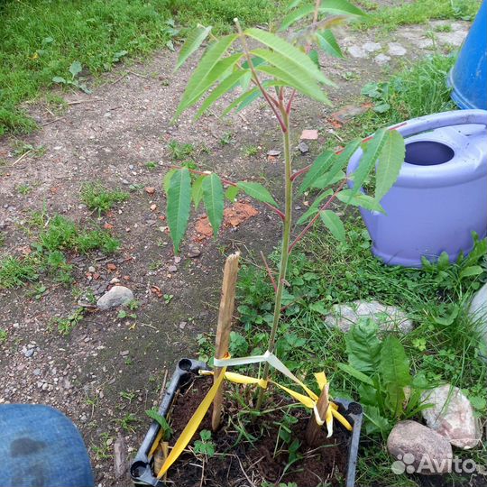 Саженцы сумах