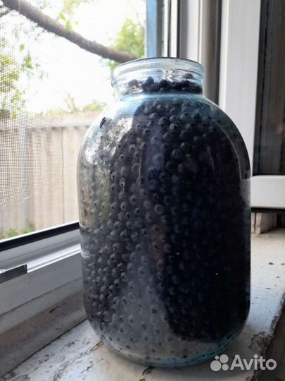 Ягода черника