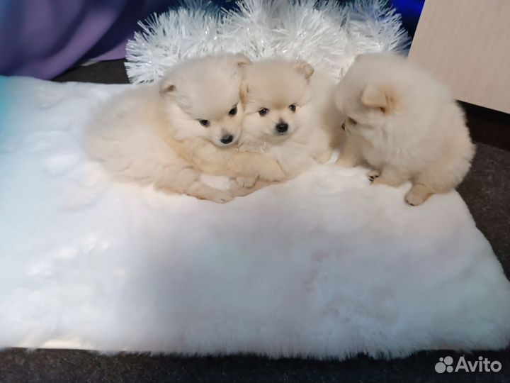 Щенки шпица
