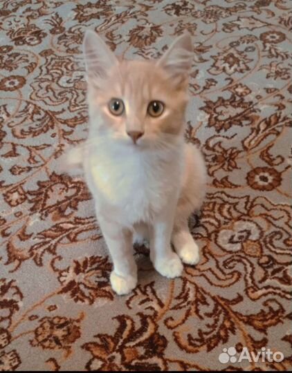 Котик в добрые руки