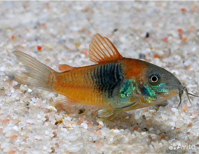 Анциструсы, L сомы, апистограммы, коридорасы