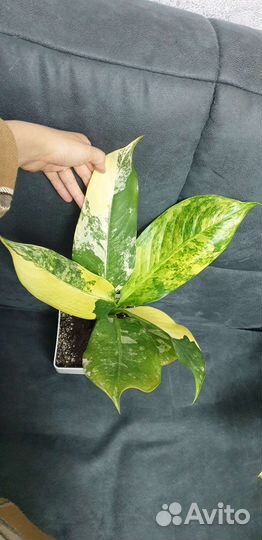 Диффенбахия еллоу, санрайз, Т02