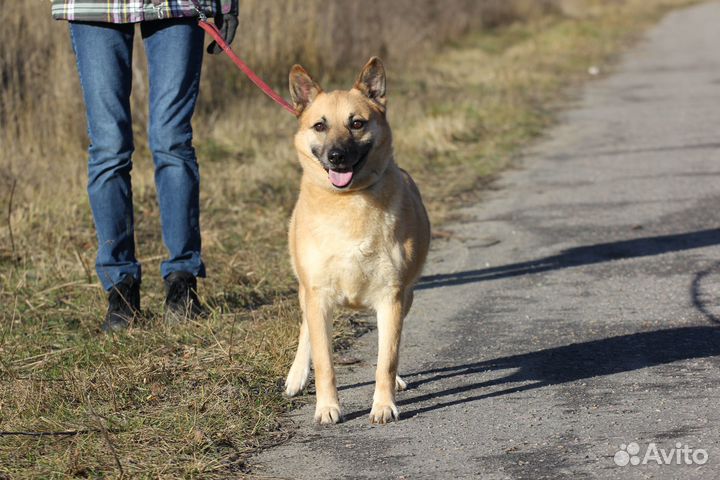 Собака Рыжуля