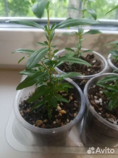 Гранат комнатный