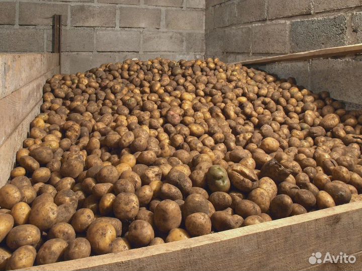 Картофель на корм скоту