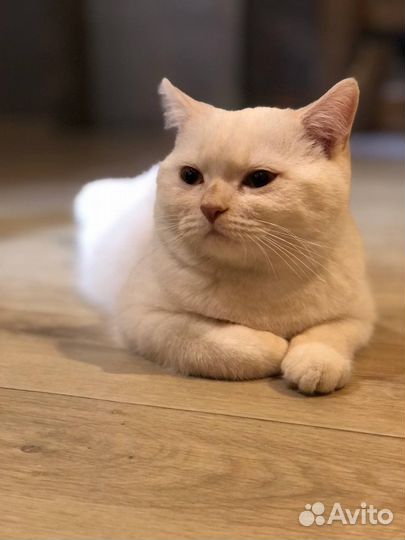 Шотландский кот вязка