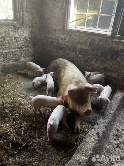 Поросенок ландрас