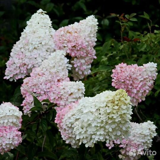 Гортензия метельчатая Little Blossom
