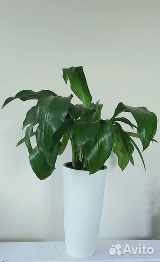 Антуриумдекабристклеродендрум Цветы растения комна