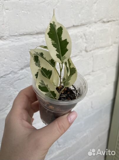 Фикус Бенджамина