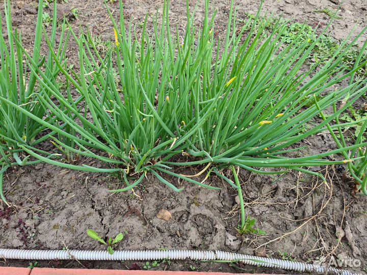 Лук луковицы морозостойкий