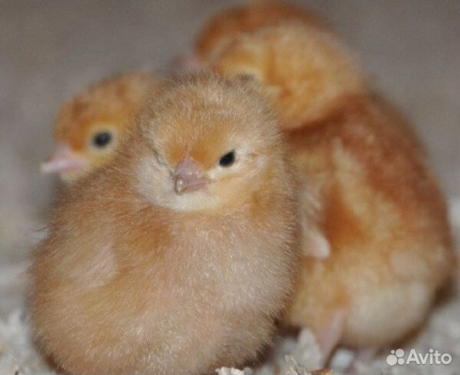 Цыплята суточные, несушки