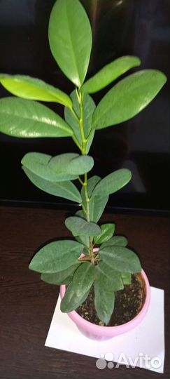 Фикус макломе