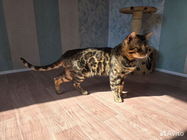 В добрые руки