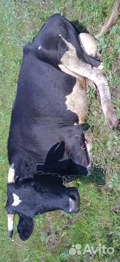 Коровы нетели