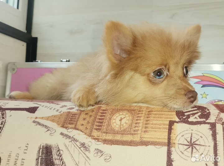 Шпиц щенок девочка