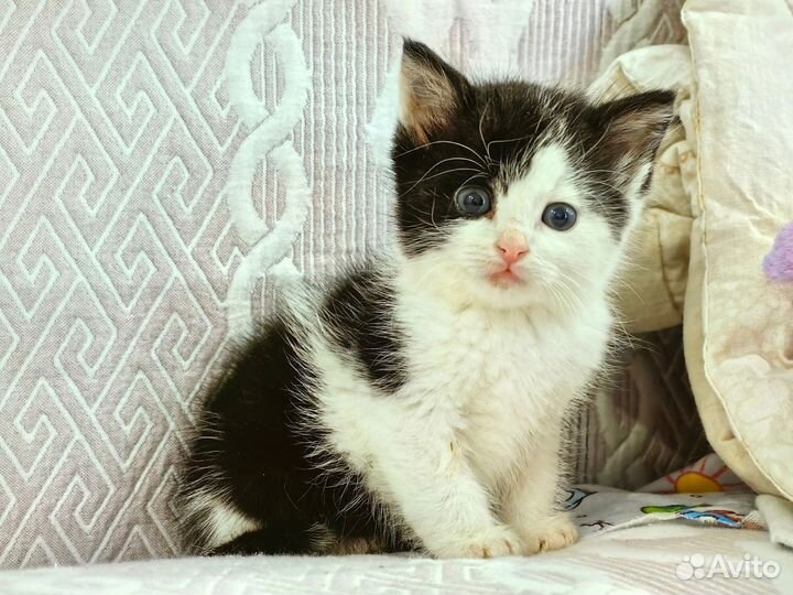 Котенок мальчик в добрые руки