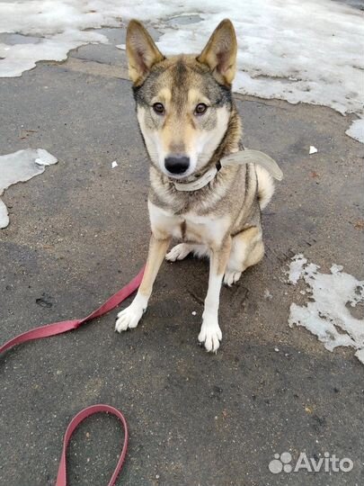Лайка