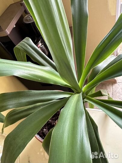 Комнатные растения Юкка