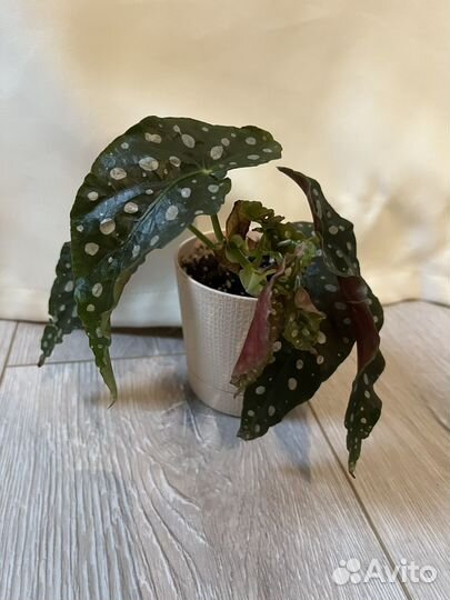 Бегония, пилея, традесканция, каланхоэ, авокадо