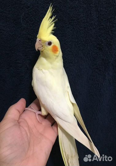 Корелла мальчик