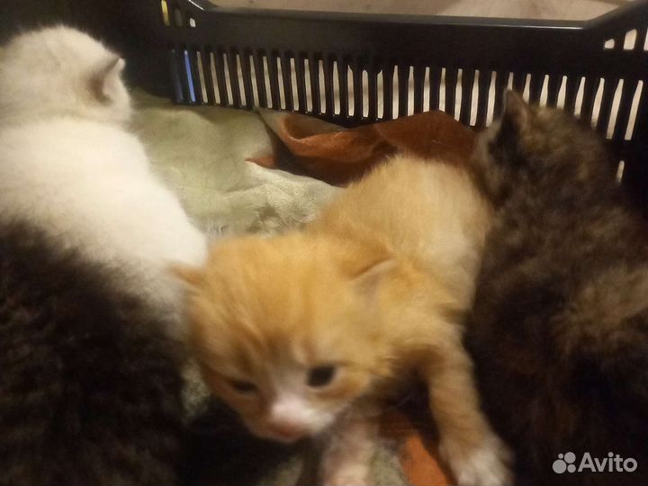 Котята в добрые руки