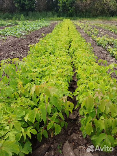 Саженцы клёна