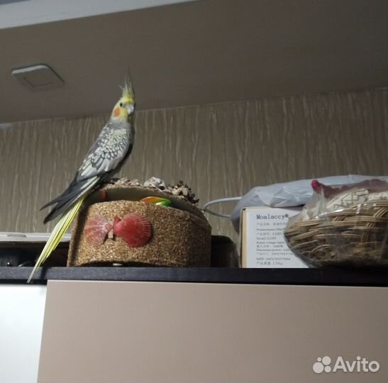 Попугай корелла девочка