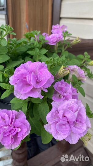 Вегетативные калибрахоа и петунии