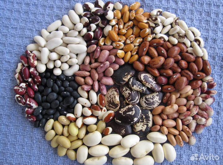 Семена фасоли на посадку