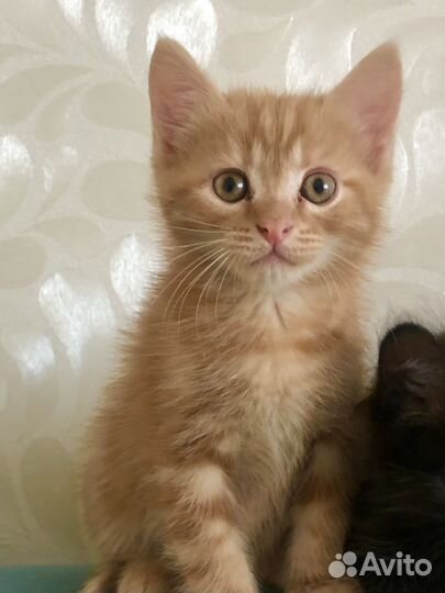 Котята в добрые руки даром