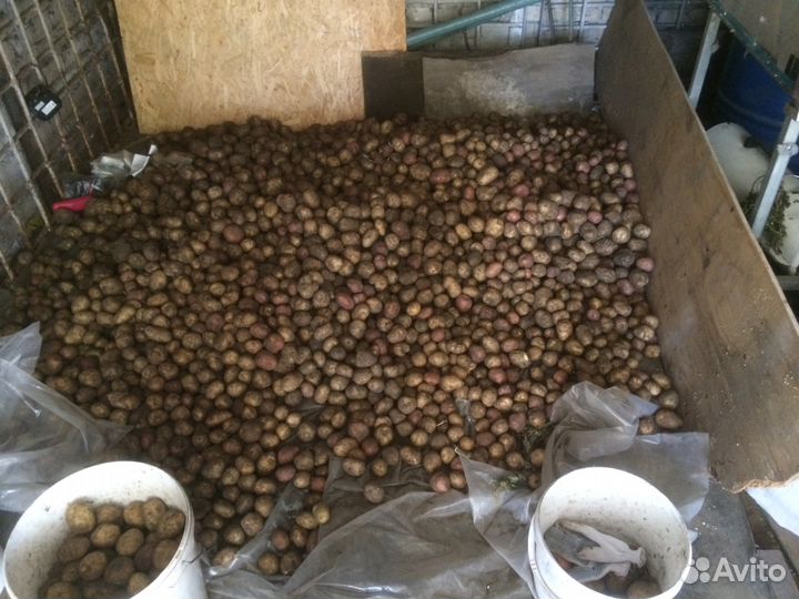 Картофель домашний с собсвенного огорода